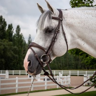 Dy'on  US Collection Anatomic Flash Noseband Bridle