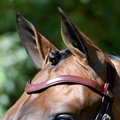 Dy'on D Collection Flat Leather V Shaped Browband
