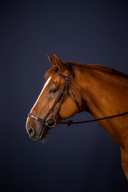 Dy'on New English Collection Adjustable Drop Noseband Bridle - Image 2