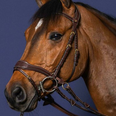 D Collection D Motion Bridle