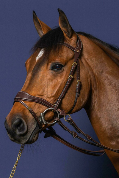 D Collection D Motion Bridle