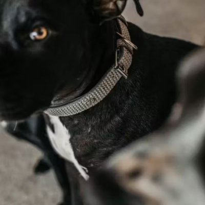 Dy'on Basket Dog Collar