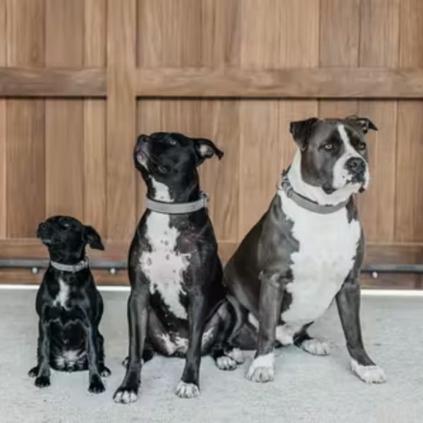 Dy'on Basket Dog Collar - Image 2