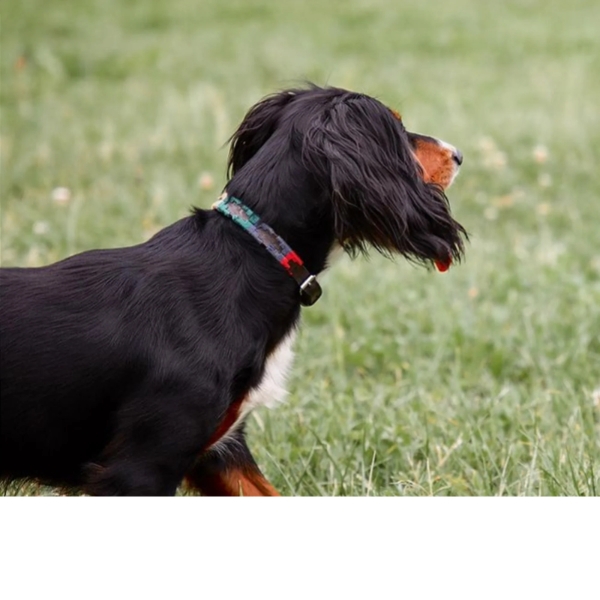 Pampeano Dog Collar - Navidad - Image 3